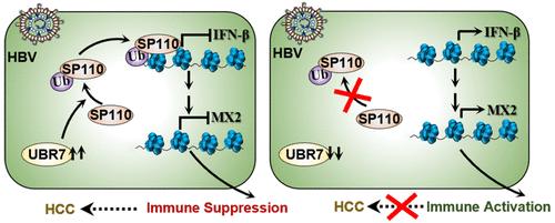 UBR7 E3 Ligase Suppresses Interferon-β Mediated Immune Signaling by Targeting Sp110 in Hepatitis B Virus-Induced Hepatocellular Carcinoma.