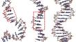 Assessment of Dynamic Disorder in DNA Oligonucleotides Using Low-Frequency Raman Spectroscopy