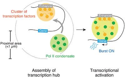 Dynamic modulation of enhancer-promoter and promoter-promoter connectivity in gene regulation