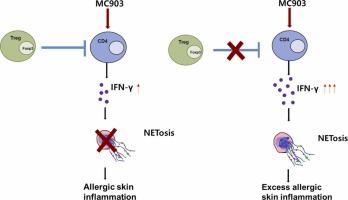 Foxp3+ Treg control allergic skin inflammation by restricting IFN-γ-driven neutrophilic infiltration and NETosis