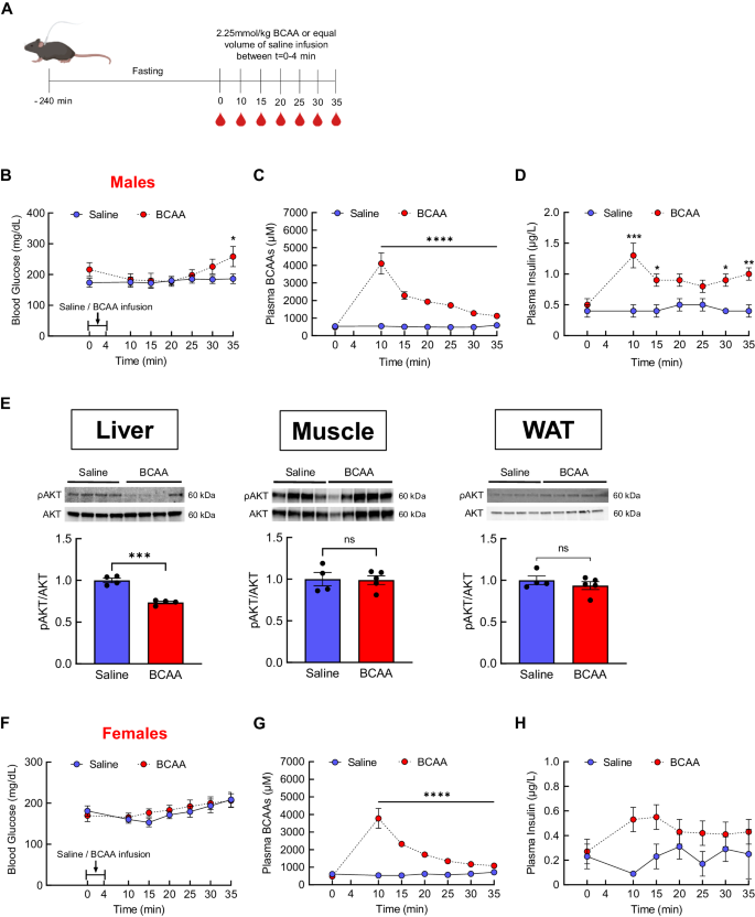 BCAAs acutely drive glucose dysregulation and insulin resistance: role of AgRP neurons.