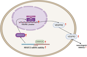 HNRNPA2B1 stabilizes NFATC3 levels to potentiate its combined actions with FOSL1 to mediate vasculogenic mimicry in GBM cells.