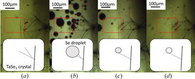 Ring formation of transition metal trichalcogenide TaSe<sub>3</sub> using vapor liquid process.