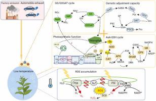 Atmospheric NO2 enhances tolerance to low temperature by promoting nitrogen and carbon metabolism in tobacco