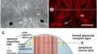 Ultrastructural analysis and 3D reconstruction of the frontal sensory-glandular complex and its neural projections in the platyhelminth Macrostomum lignano.