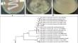 Economic production of eco-friendly dehairing keratinase and antioxidant feather hydrolyzate using Bacillus halotolerans