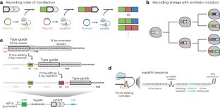 Molecular recording using DNA Typewriter.