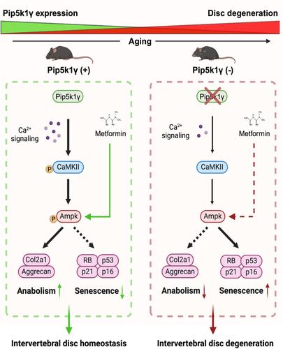 Pip5k1γ promotes anabolism of nucleus pulposus cells and intervertebral disc homeostasis by activating CaMKII-Ampk pathway in aged mice