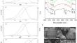 Effects of Konjac Glucomannan with Different Molecular Weights on Functional and Structural Properties of κ-carrageenan Composite Gel