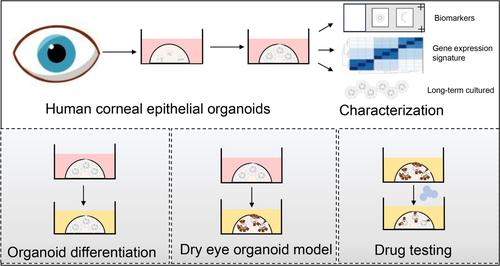 Establishment of human corneal epithelial organoids for ex vivo modelling dry eye disease