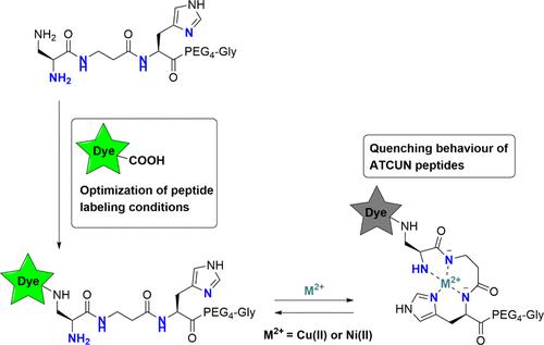Fluorescence Labeling of Peptides: Finding the Optimal Protocol for Coupling Various Dyes to ATCUN-like Structures