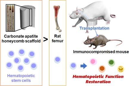 Hematopoietic Function Restoration by Transplanting Bone Marrow Niches In Vivo Engineered Using Carbonate Apatite Honeycomb Bioreactors