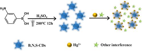 Boron, nitrogen, and sulfur co-doped carbon dots as a fluorescence probe for label-free analysis of Hg2+