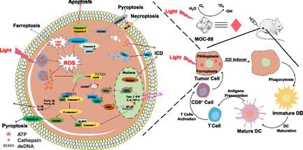 A Highly Charged Positive Cage Causes Simultaneous Enhancement of Type-II and O2-Independent-Type-I Photodynamic Therapy via One-/Two-Photon Stimulation and Tumor Immunotherapy via PANoptosis and Ferroptosis