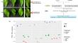 Transcriptome responses of Arabidopsis to necrotrophic fungus Alternaria brassicae reveal pathways and candidate genes associated with resistance.