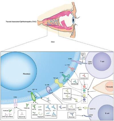 Recent Advances of Second-Line Targeted Biopharmaceutical Therapies in Thyroid Associated Ophthalmopathy