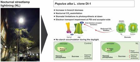 LED streetlamps alter tree architecture, downregulate the photosynthetic process and alter the sugar metabolism of Populus alba L.