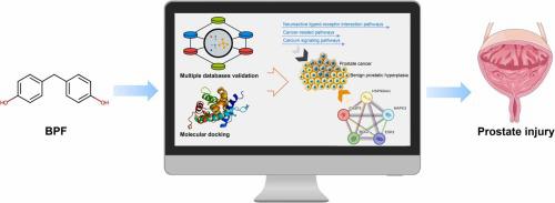 Analysis of environmental pollutant Bisphenol F elicited prostate injury targets and underlying mechanisms through network toxicology, molecular docking, and multi-level bioinformatics data integration