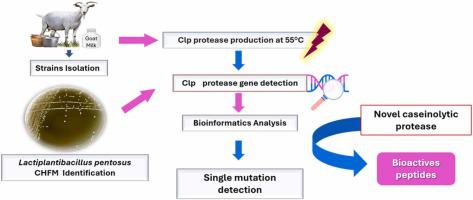 Impact of a novel caseinolytic protease single mutation on Lactiplantibacillus pentosus growth performance