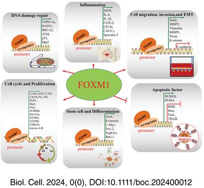 FOXM1 transcriptional regulation