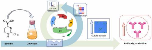 Ectoine enhances recombinant antibody production in Chinese hamster ovary cells by promoting cell cycle arrest