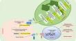 Jasmonic Acid: A Versatile Phytohormone Regulating Growth, Physiology, and Biochemical Responses