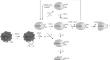 Post-Translational Modifications of the Sulfhydryl Group of the Cysteine Residue of Glyceraldehyde-3-phosphate Dehydrogenase