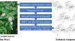 Chemical composition and studying the possible neuroprotective effect of iridoids-rich fraction from Pentas lanceolata leaves using rotenone model of Parkinson's disease in mice.