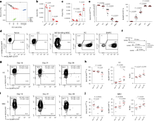 Epigenetic recording of stimulation history reveals BLIMP1–BACH2 balance in determining memory B cell fate upon recall challenge