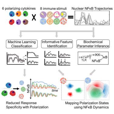 Stimulus-response signaling dynamics characterize macrophage polarization states.