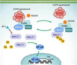 The COP9 signalosome stabilized MALT1 promotes Non-Small Cell Lung Cancer progression through activation of NF-κB pathway.