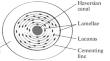 A Study of the Effective Properties of Compact Bone Tissues