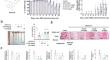 A derivative of 3-(1,3-diarylallylidene)oxindoles inhibits dextran sulfate sodium-induced colitis in mice.