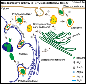 Endosome mediated nucleocytoplasmic trafficking and endomembrane allocation is crucial to polyglutamine toxicity.