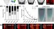 BIG coordinates auxin and SHORT ROOT to promote asymmetric stem cell divisions in Arabidopsis roots.