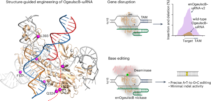 Assessing and engineering the IscB–ωRNA system for programmed genome editing