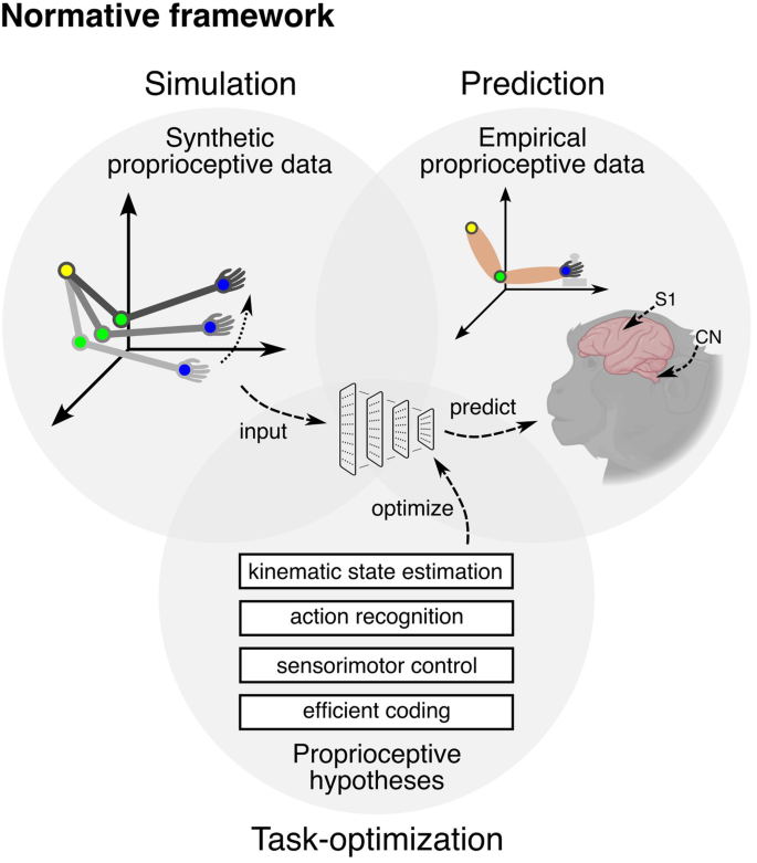 Artificial intelligence meets body sense: task-driven neural networks reveal computational principles of the proprioceptive pathway.