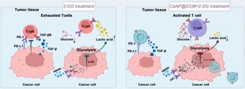 Multi-modal Ca2+ nanogenerator via reversing T cell exhaustion for enhanced chemo-immunotherapy