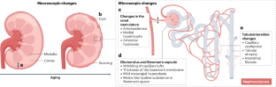 Treatment of chronic kidney disease in older populations