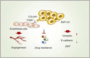 A distinct subset of urothelial cells with enhanced EMT features promotes chemotherapy resistance and cancer recurrence by increasing COL4A1-ITGB1 mediated angiogenesis