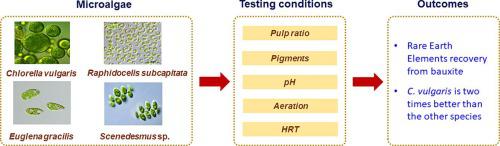 Biomining using microalgae to recover rare earth elements (REEs) from bauxite.