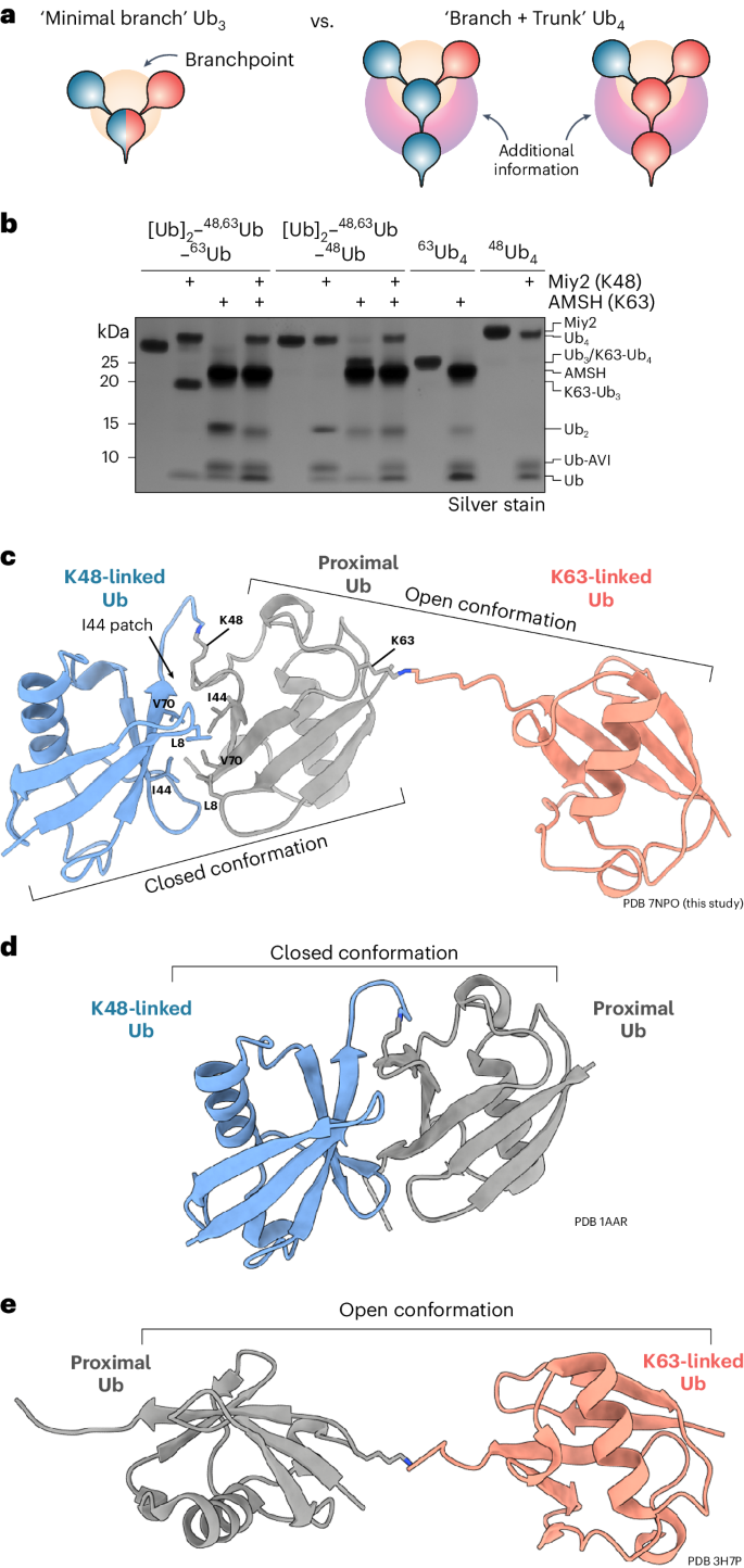 VCP/p97-associated proteins are binders and debranching enzymes of K48–K63-branched ubiquitin chains