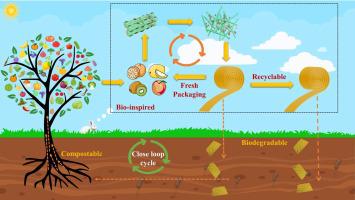 Converting fruit peels into biodegradable, recyclable and antimicrobial eco-friendly bioplastics for perishable fruit preservation.