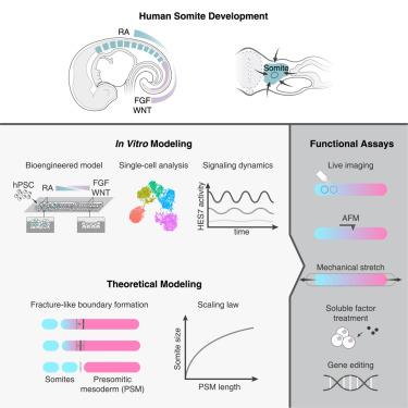 A human pluripotent stem cell-based somitogenesis model using microfluidics