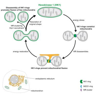 Hexokinase 1 forms rings that regulate mitochondrial fission during energy stress