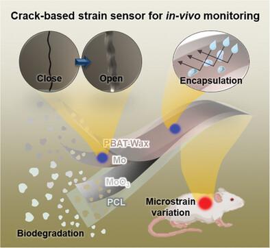 A Fully Biodegradable and Ultra-Sensitive Crack-Based Strain Sensor for Biomechanical Signal Monitoring