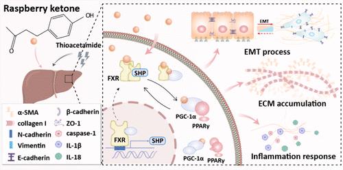 Raspberry Ketone Attenuates Hepatic Fibrogenesis and Inflammation via Regulating the Crosstalk of FXR and PGC-1α Signaling