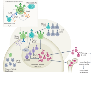 B cells instruct their own fate through IL-12