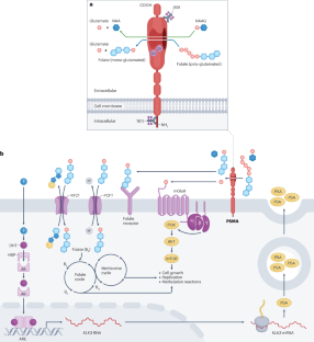 Biological determinants of PSMA expression, regulation and heterogeneity in prostate cancer.