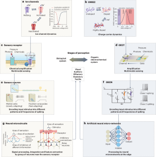 Organic electrochemical neurons for neuromorphic perception